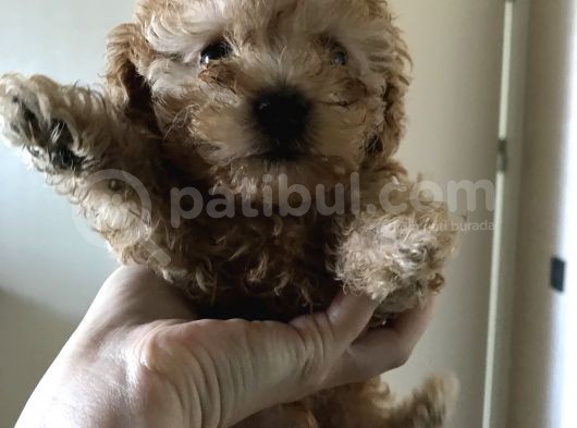 Orijinal Toy Poodle görsel