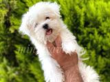 Safkan 0 Numara Maltese Terri̇er Yavrularımız