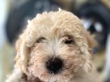 F2 Maltipoo Yavrular 