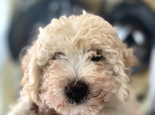F2 Maltipoo Yavrular  görsel
