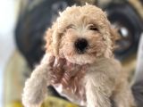F2 Maltipoo Yavrular 
