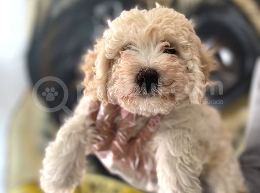 F2 Maltipoo Yavrular  görsel
