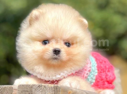 Orijinal Teddy Bear Pomeranian Boo görsel