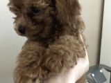Orijinal Toy Poodle