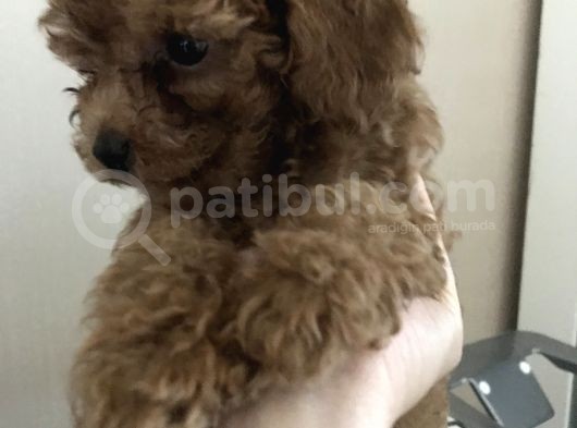 Orijinal Toy Poodle görsel