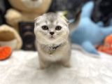 Sıfır Kulak Scottish Fold
