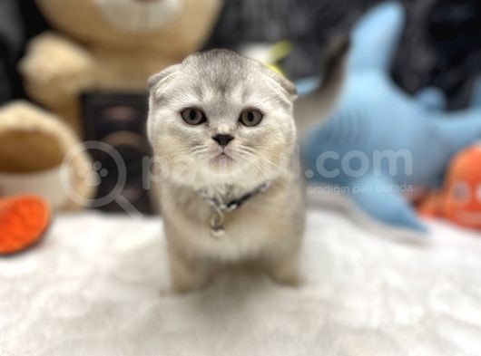 Sıfır Kulak Scottish Fold