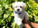 A Kali̇te Maltese Terrier