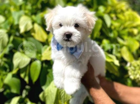A Kali̇te Maltese Terrier görsel