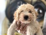 F2 Maltipoo Yavrular 