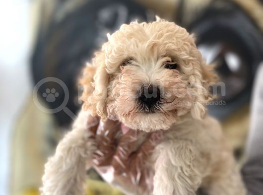 F2 Maltipoo Yavrular 