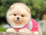 Orijinal Teddy Bear Pomeranian Boo