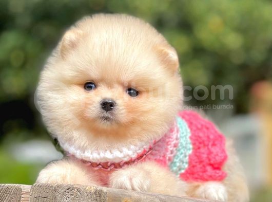 Orijinal Teddy Bear Pomeranian Boo görsel