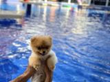 Pomerian Boo Teacup 0 Beden