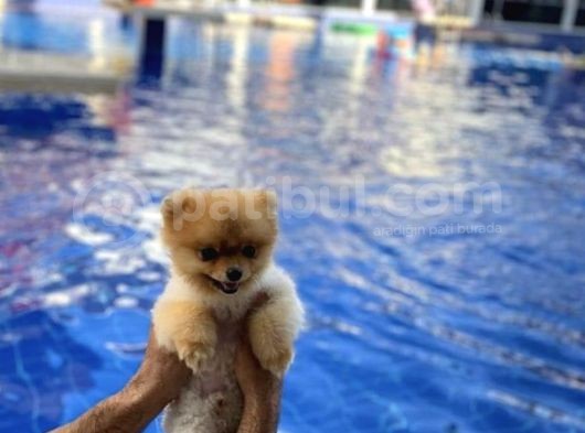 Pomerian Boo Teacup 0 Beden görsel