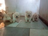 Chow Chow Yavruları
