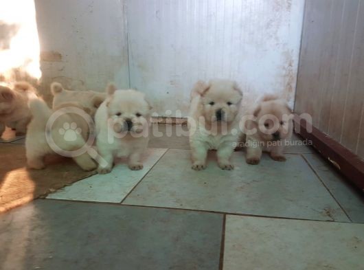 Chow Chow Yavruları görsel