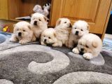 Chow Chow Yavruları