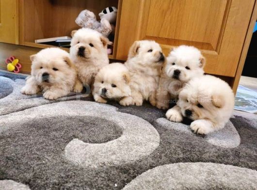 Chow Chow Yavruları