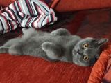 Brithis Shorthair Blue