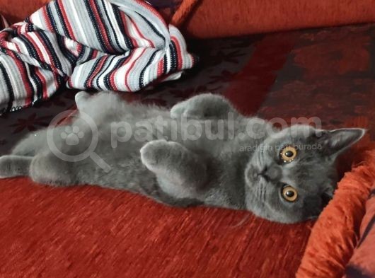 Brithis Shorthair Blue görsel