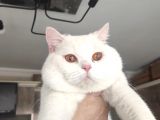 Scothis Fold Beyazın Saf Güzelliği