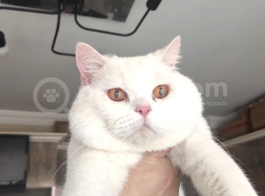 Scothis Fold Beyazın Saf Güzelliği görsel