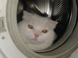 Scothis Fold Erkek Kedi