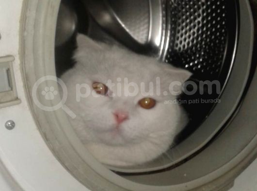 Scothis Fold Erkek Kedi