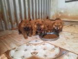 Chow Chow Yavruları
