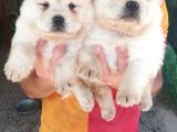 Chow Chow Yavruları