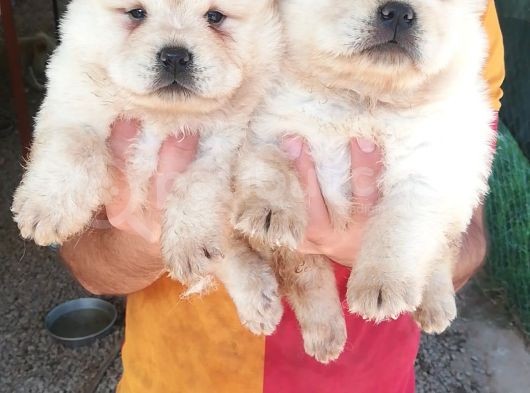 Chow Chow Yavruları görsel