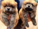 Chow Chow Yavruları