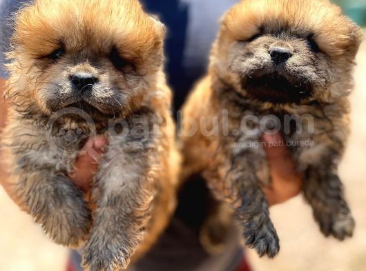 Chow Chow Yavruları görsel