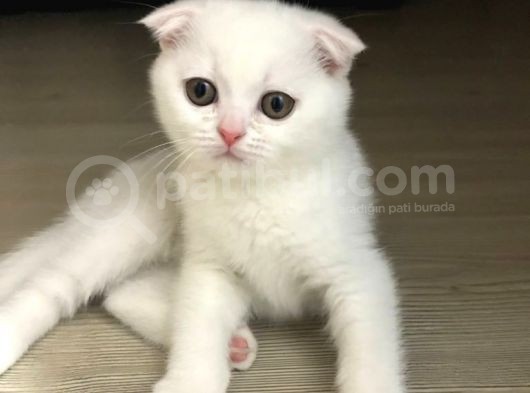 Scothis Fold Beyazın Saf Güzelliği görsel
