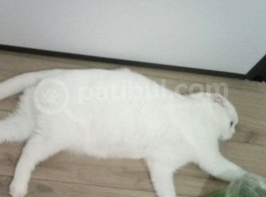 Beyaz Rüya görsel