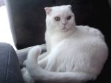 Beyaz Rüya