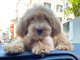 2 Aylik Erkek Malti̇poo Yavrumuz