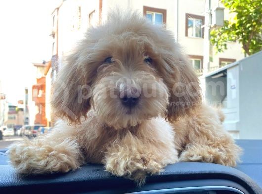 2 Aylik Erkek Malti̇poo Yavrumuz görsel