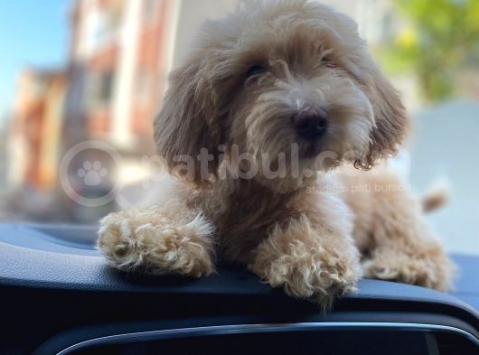 2 Aylik Erkek Malti̇poo Yavrumuz görsel