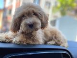 2 Aylik Erkek Malti̇poo Yavrumuz