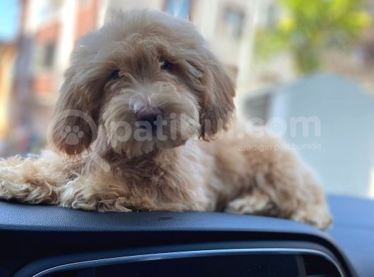 2 Aylik Erkek Malti̇poo Yavrumuz görsel