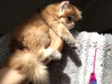 Golden British Shorthair