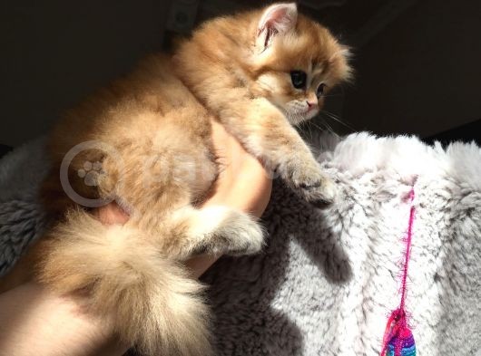 Golden British Shorthair