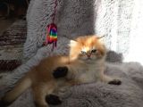 Golden British Shorthair
