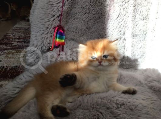 Golden British Shorthair görsel