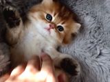 Golden British Shorthair