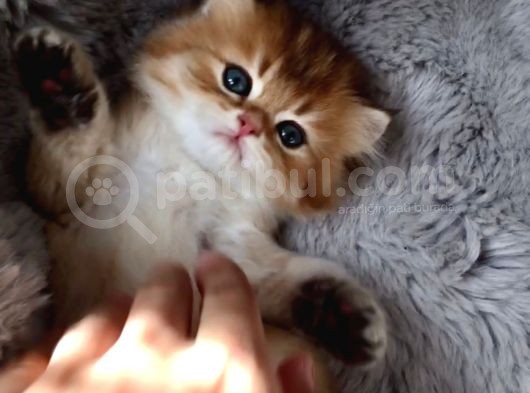 Golden British Shorthair görsel