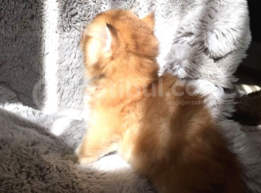 Golden British Shorthair görsel