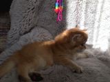 Golden British Shorthair